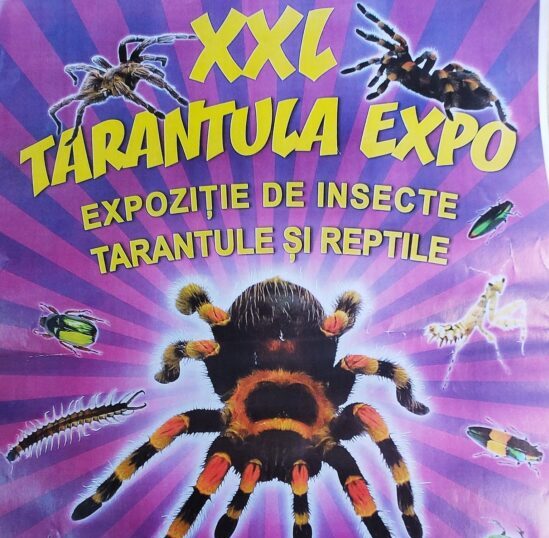 XXL Tarantula Expo Madách Imre Művelődési Központ, Vác